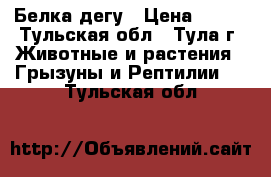 Белка дегу › Цена ­ 350 - Тульская обл., Тула г. Животные и растения » Грызуны и Рептилии   . Тульская обл.